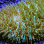 Slipper / Tongue Coral 
