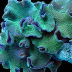 Green Fluorescent Mushroom Coral