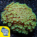Alveopora Coral