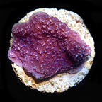 ORA® Aquacultured Purple Montipora Capricornis Coral