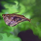 Hatchets Freshwater Fish