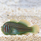 Clown Goby, Green