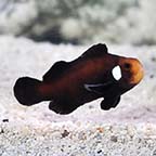 Single Dot Domino Clownfish, Captive-Bred ORA®