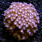 ORA® Aquacultured Marshall Island Goniopora Coral