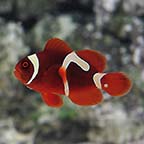 ORA® Captive-Bred Goldflake Maroon Clownfish