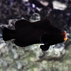 ORA® Captive-Bred Midnight Clownfish