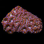 Lordhowensis Coral, Rainbow Color