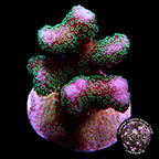 Green Polyp Pink Stylophora Coral, Aquacultured