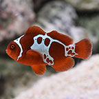  Captive-Bred GoldxLightning Maroon Clownfish