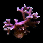 ORA® Aquacultured Green Tip Pink Birdsnest Coral