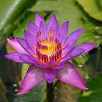 Panama Pacific Tropical Water Lily
