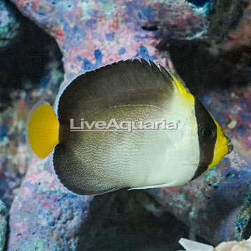 Singapore Angelfish