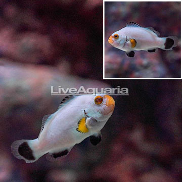 Platinum Percula Clownfish