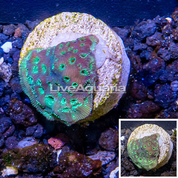 LiveAquaria® Cultured Pavona Coral