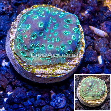 LiveAquaria® Cultured Pavona Coral