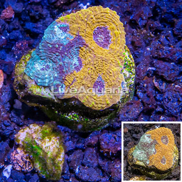 LiveAquaria® Cultured Acan Echinata Coral