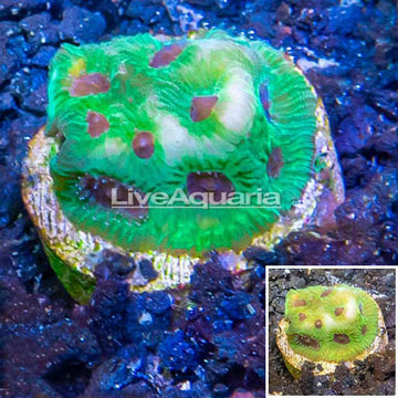 LiveAquaria® Cultured Favia Brain Coral