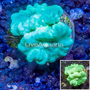 LiveAquaria® Cultured Caulastrea Coral