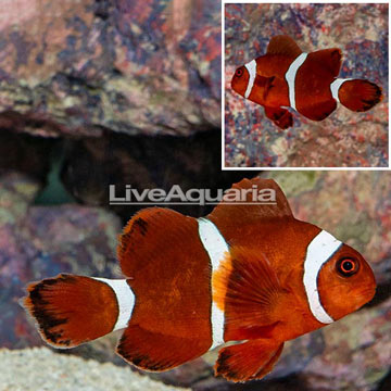 Maroon Clownfish