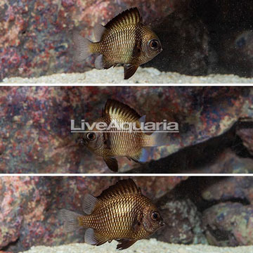 Cloudy Damselfish, Trio