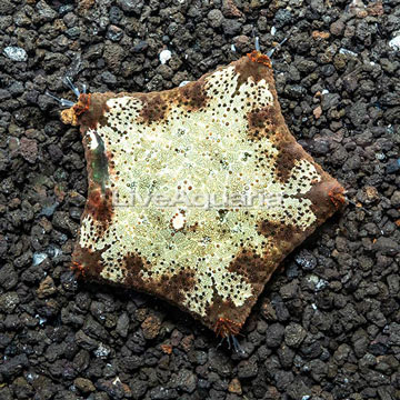 Pillow Sea Star