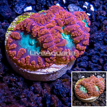 LiveAquaria® Cultured Red & Green Blastomussa Coral 