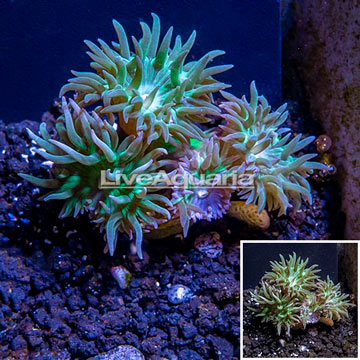 LiveAquaria® Cultured Duncan Coral