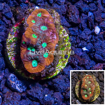 LiveAquaria® Cultured War Coral 