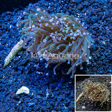 LiveAquaria® Cultured Torch Coral 