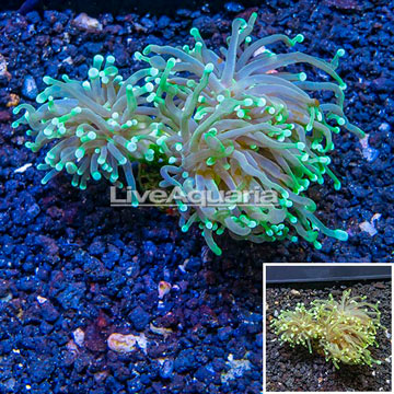 LiveAquaria® Cultured Torch Coral 