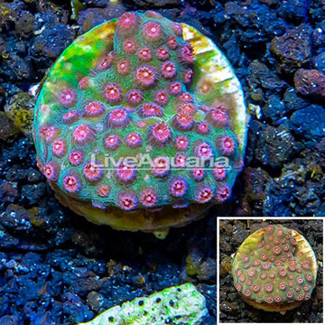 LiveAquaria® Cultured Cyphastrea Frag coral