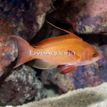 Lyretail Anthias, Male