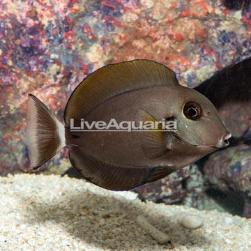 Epaulette Surgeonfish