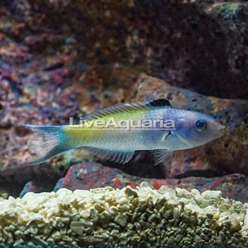 Bluehead Wrasse