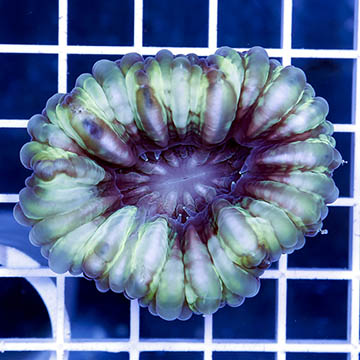 Cynarina Button Coral