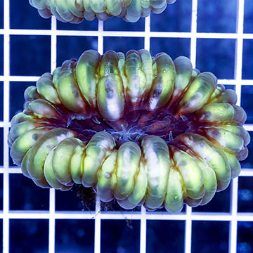 Cynarina Button Coral