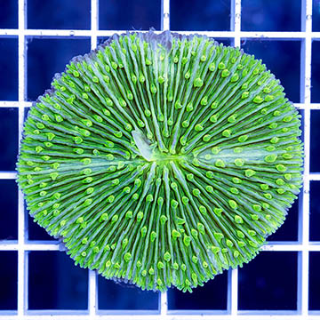 Short Tentacle Plate Coral