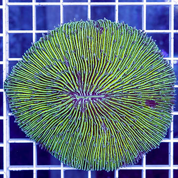 Short Tentacle Plate Coral