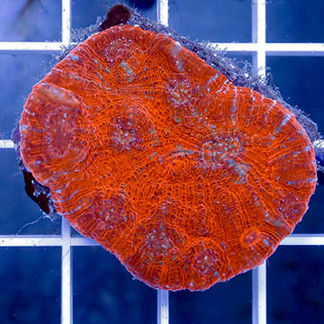 Chalice Coral