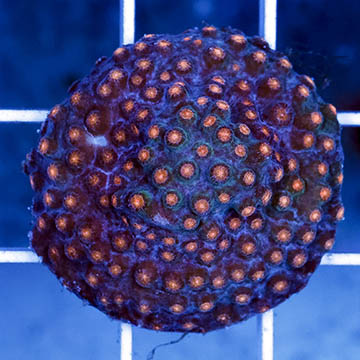 USA Cultured Cyphastrea Frag