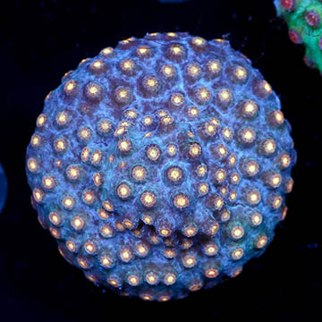 USA Cultured Cyphastrea Frag