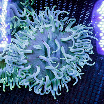 Long Tentacle Anemone