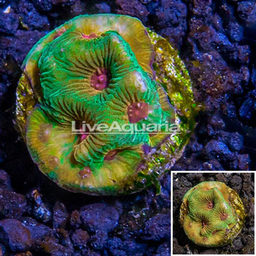 LiveAquaria® Cultured Favia Coral