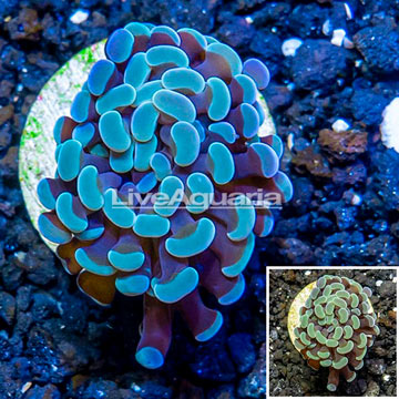 LiveAquaria® Cultured Hammer Coral