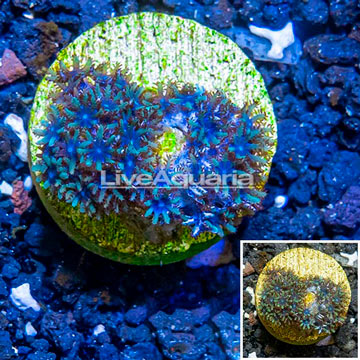 LiveAquaria® Cultured Sympodium Coral