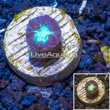 LiveAquaria® Cultured Blastomussa Coral