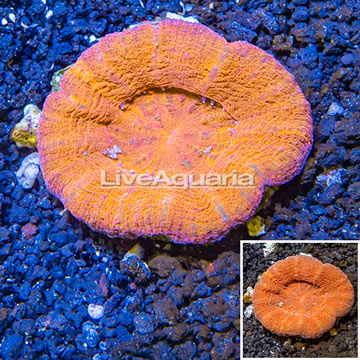 Scolymia Coral Australia