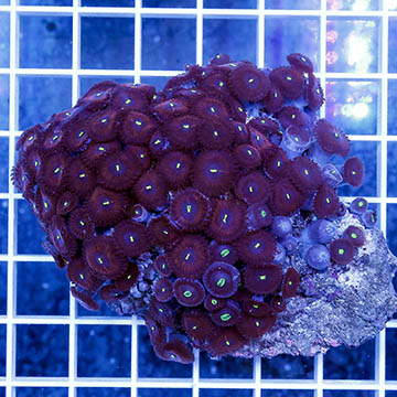 Zoanthus Polyps Coral  