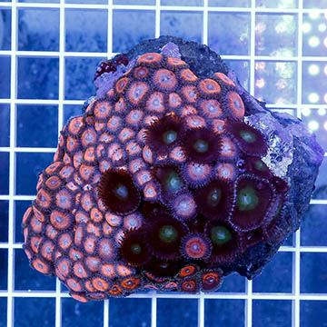 Zoanthus Polyps Coral