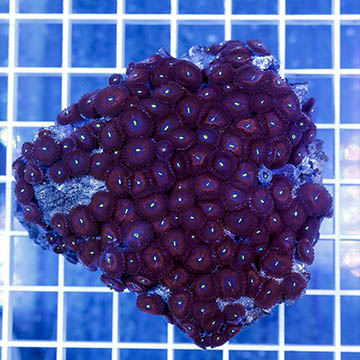 Red People Eater Zoanthus